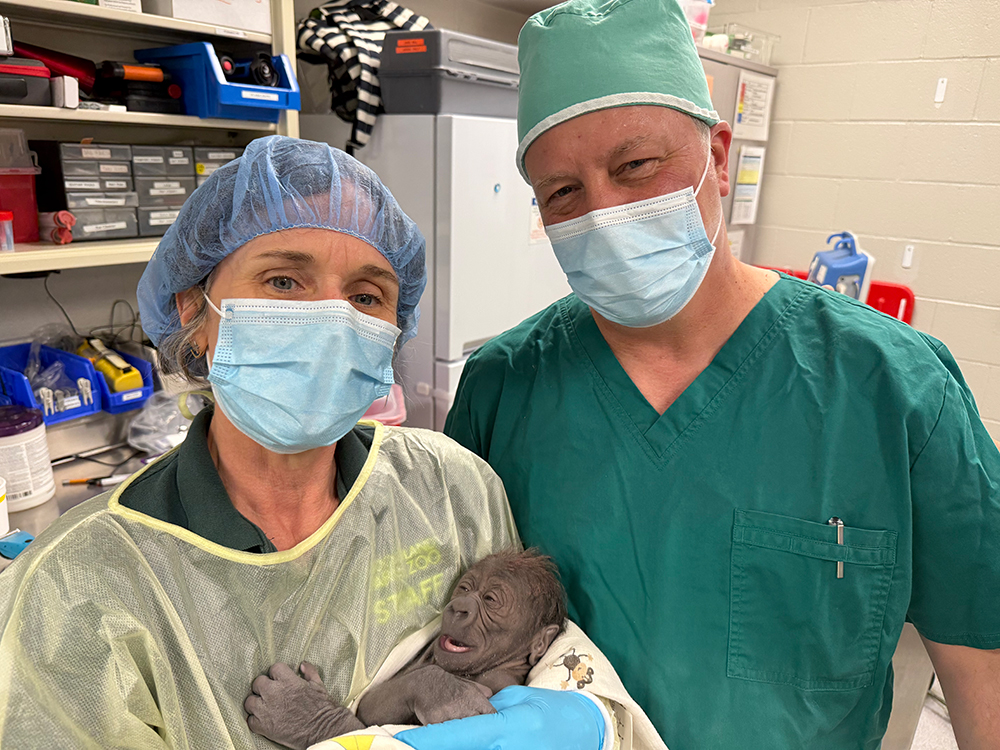 two doctors hold the baby gorilla, it looks very tired